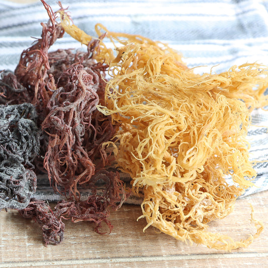 50g dried sea moss pack – wildcrafted raw sea moss available in Bloxwich Walsall Birmingham