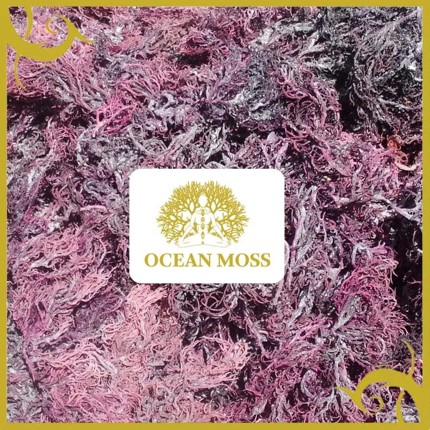 Purple Sea Moss