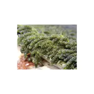 Support Your Immune System Naturally – Tips &amp; Wellness Guide | Ocean Moss UK