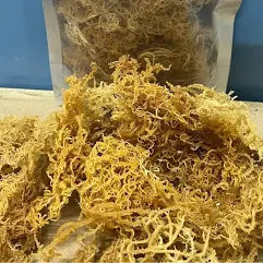 Where Does Our Sea Moss Come From? | Ocean Moss St Lucia Sourcing
